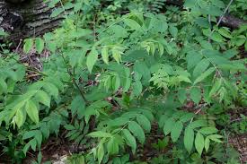Attēlu rezultāti vaicājumam “Juglans cinerea leaf”