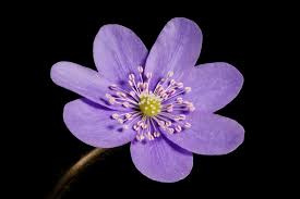 Attēlu rezultāti vaicājumam “Hepatica nobilis flower”