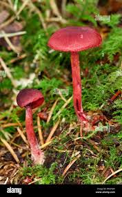 Attēlu rezultāti vaicājumam “Cortinarius sanguineus”