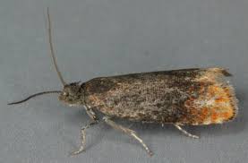 Attēlu rezultāti vaicājumam “Pammene rhediella”