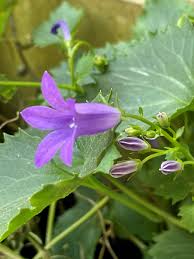 Image result for Campanula isophylla