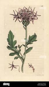 Attēlu rezultāti vaicājumam “Centaurea scabiosa leaf”