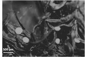 Attēlu rezultāti vaicājumam “Didymium serpula young”