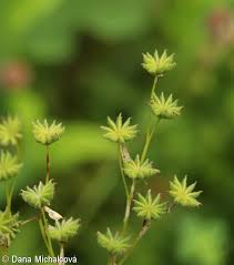Attēlu rezultāti vaicājumam “Filipendula vulgaris bud”