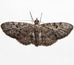 Attēlu rezultāti vaicājumam “Eupithecia icterata female”