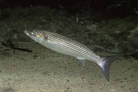 Image result for Chelon dumerili