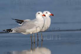 Image result for Larus audouinii
