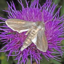 Attēlu rezultāti vaicājumam “Cucullia umbratica”