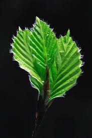 Attēlu rezultāti vaicājumam “Fagus sylvatica leaf”