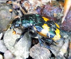 Attēlu rezultāti vaicājumam “Nicrophorus investigator imago”