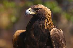 Attēlu rezultāti vaicājumam “Aquila chrysaetos”