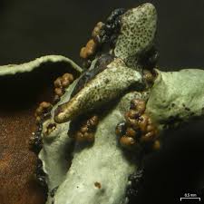 Attēlu rezultāti vaicājumam “Cystocoleus ebeneus”