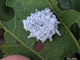 Attēlu rezultāti vaicājumam “Eriocampa ovata larva”