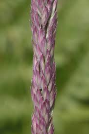 Attēlu rezultāti vaicājumam “Holcus lanatus”