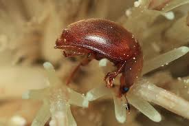 Attēlu rezultāti vaicājumam “Cychramus luteus”