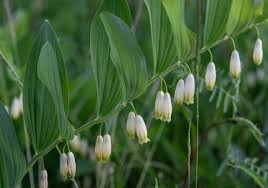 Attēlu rezultāti vaicājumam “Polygonatum odoratum flower”