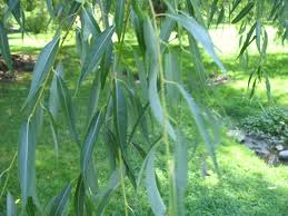 Attēlu rezultāti vaicājumam “Salix x doniana”