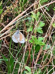 Attēlu rezultāti vaicājumam “Coenonympha tullia underside”
