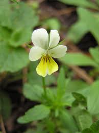 Attēlu rezultāti vaicājumam “Viola tricolor subsp. curtisii leaf”