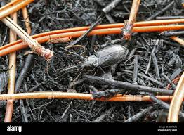 Attēlu rezultāti vaicājumam “Pterostichus quadrifoveolatus”