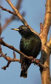 Attēlu rezultāti vaicājumam “Sturnus vulgaris male”