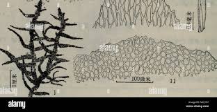 Attēlu rezultāti vaicājumam “Homalia trichomanoides sporophyte”