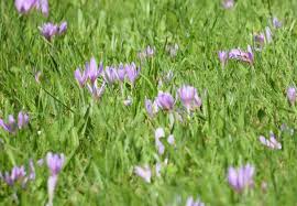 Image result for Herbstzeitlose