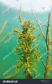 Attēlu rezultāti vaicājumam “Spongilla lacustris”