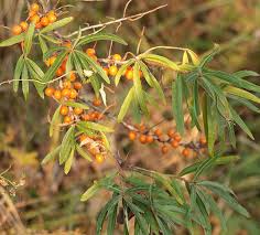 Attēlu rezultāti vaicājumam “Hippophae rhamnoides leaf”