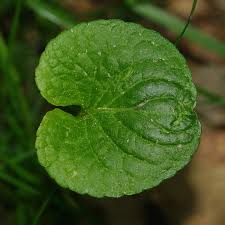 Attēlu rezultāti vaicājumam “Viola palustris”