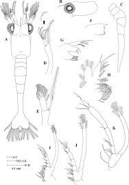 Attēlu rezultāti vaicājumam “Diderma crustaceum young”