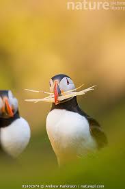 Image result for Fratercula arctica