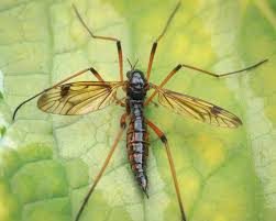 Attēlu rezultāti vaicājumam “Dictenidia bimaculata male”