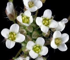 Attēlu rezultāti vaicājumam “Capsella bursa-pastoris”