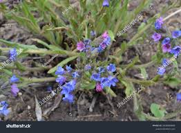 Attēlu rezultāti vaicājumam “Pulmonaria angustifolia leaf”