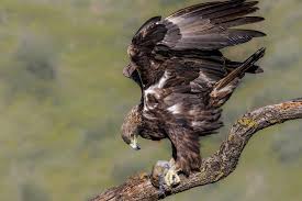 Attēlu rezultāti vaicājumam “Aquila chrysaetos adult”