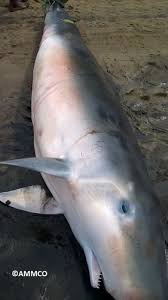 Image result for Kogia breviceps