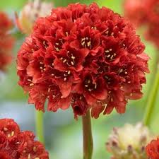 Attēlu rezultāti vaicājumam “Armeria vulgaris flower”