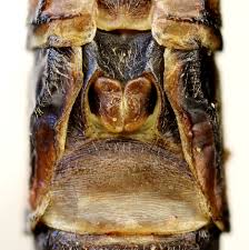 Attēlu rezultāti vaicājumam “Aeshna juncea male”