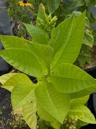 Attēlu rezultāti vaicājumam “Nicotiana tabacum leaf”