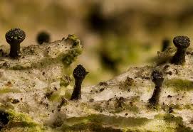 Attēlu rezultāti vaicājumam “Calicium adspersum”