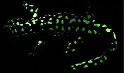 Attēlu rezultāti vaicājumam “Diderma tigrinum”