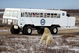 Image result for tundra buggy
