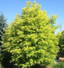 Attēlu rezultāti vaicājumam “Salix”