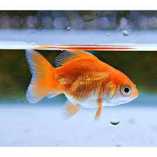 Image result for 金魚