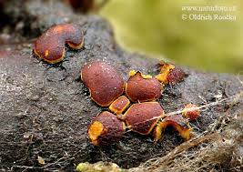 Attēlu rezultāti vaicājumam “Perichaena depressa”