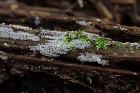 Attēlu rezultāti vaicājumam “Ceratiomyxa morchella macro”