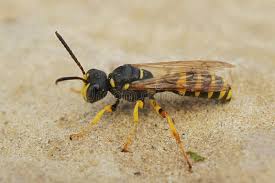 Attēlu rezultāti vaicājumam “Cerceris arenaria”