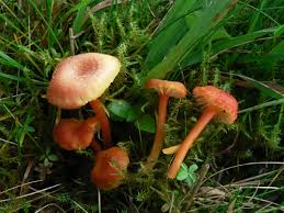 Attēlu rezultāti vaicājumam “Hygrocybe cantharellus”
