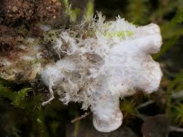 Attēlu rezultāti vaicājumam “Peltigera extenuata”